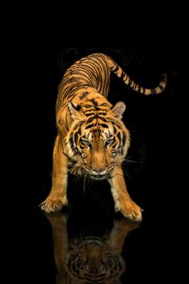 Fotobehang Tijger in beweging op donkere achtergrond