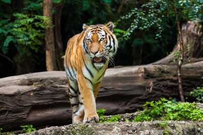 Fotobehang Majestueuze tijger in het bos
