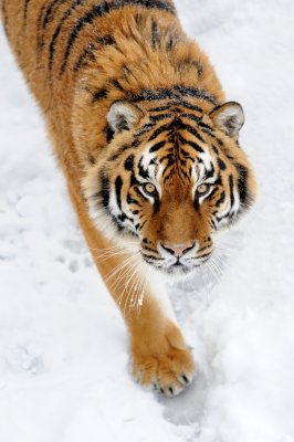 Fotobehang Siberische tijger op sneeuw