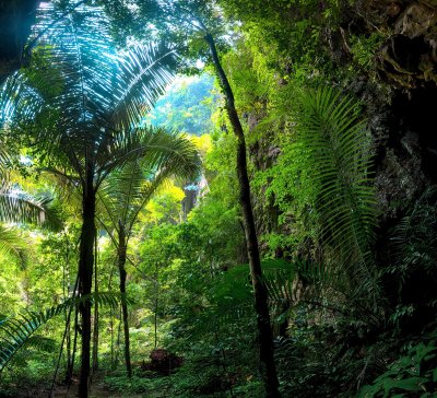 Fotobehang Tropen met groene jungle