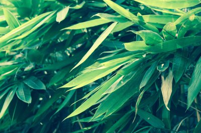 Fotobehang Groene bamboebladeren