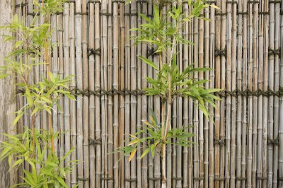 Fotobehang Bamboe bladeren
