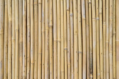 Fotobehang Gedroogde bamboe