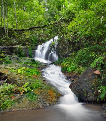 Fotobehang Jungle tropen en natuur