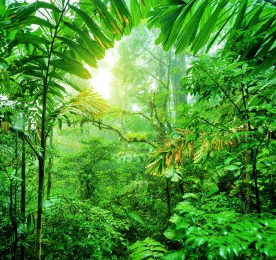 Fotobehang Heldere jungle