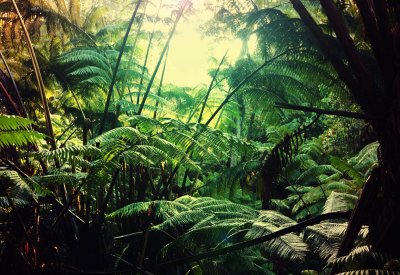 Fotobehang Retro jungle