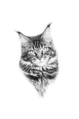 Sticker Kattenkop van een pluizige kat met borstels op de oren