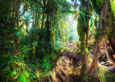 Fotobehang Planten van de tropische jungle