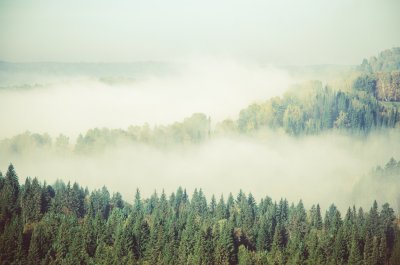 Fotobehang Groene bomen op de wazige achtergrond