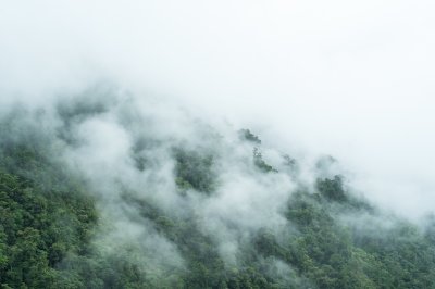 Fotobehang Nevel op de bosbodem