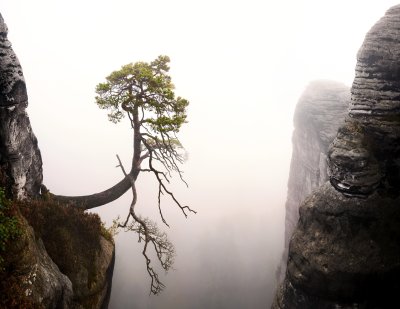 Fotobehang Boom boven een klif