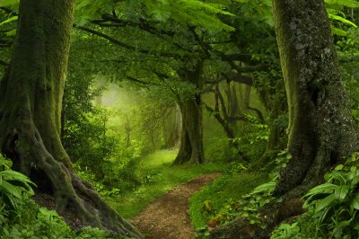 Fotobehang Dichte tropen in Azië