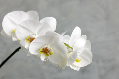 Fotobehang Schattige witte bloem