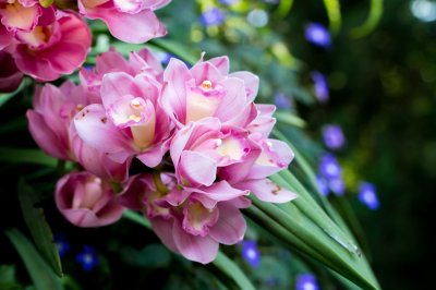 Fotobehang Mooie bloemen