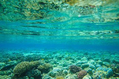 Fotobehang Zeebodem met planten