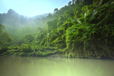 Fotobehang De jungle in Vietnam