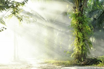 Fotobehang Een zonnige ochtend in een tropisch palmenbos